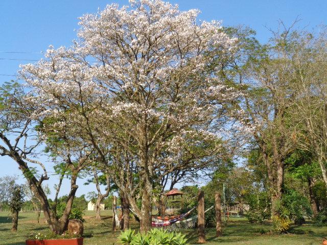 Pousada Fazenda Buracao Mococa Esterno foto